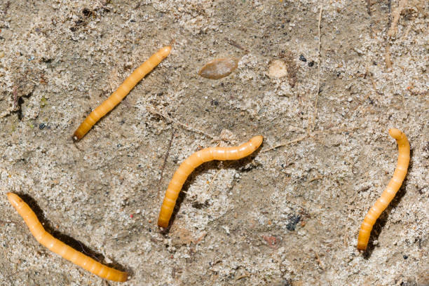 Wireworm Killer Nematodes