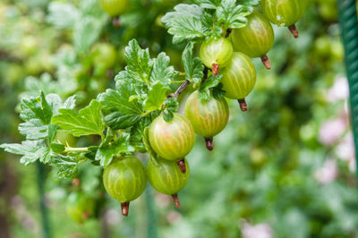 Gooseberry Sawfly Killer Nematodes