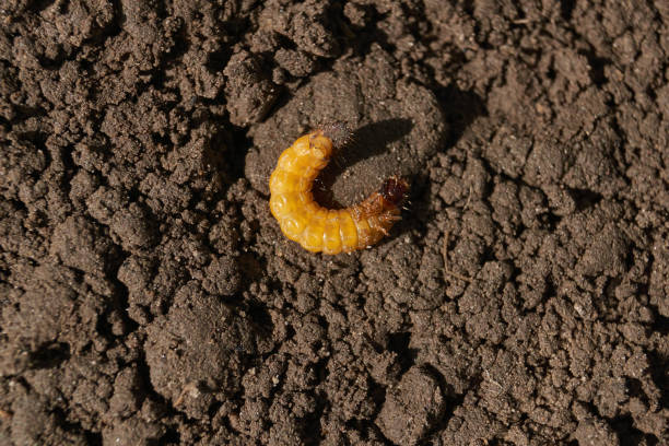 Wireworm Killer Nematodes