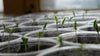 Greenhouse Garlic Smoke - Natural Greenhouse Fumigator Stimulates Plants & Repels Pests