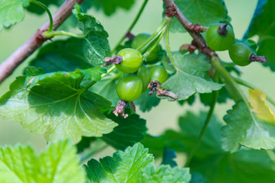 Gooseberry Sawfly Killer Nematodes