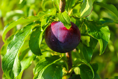 Plum Fruit Moth Killer Nematodes