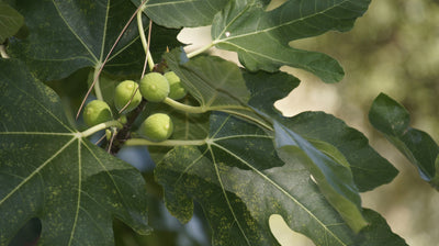 Fig-Leaf Skeletoniser Moth Killer Nematodes