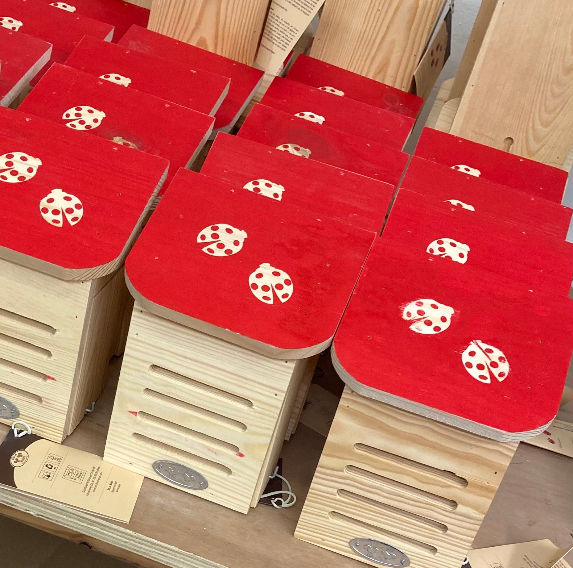 Dragonfli Live Ladybird Lodge