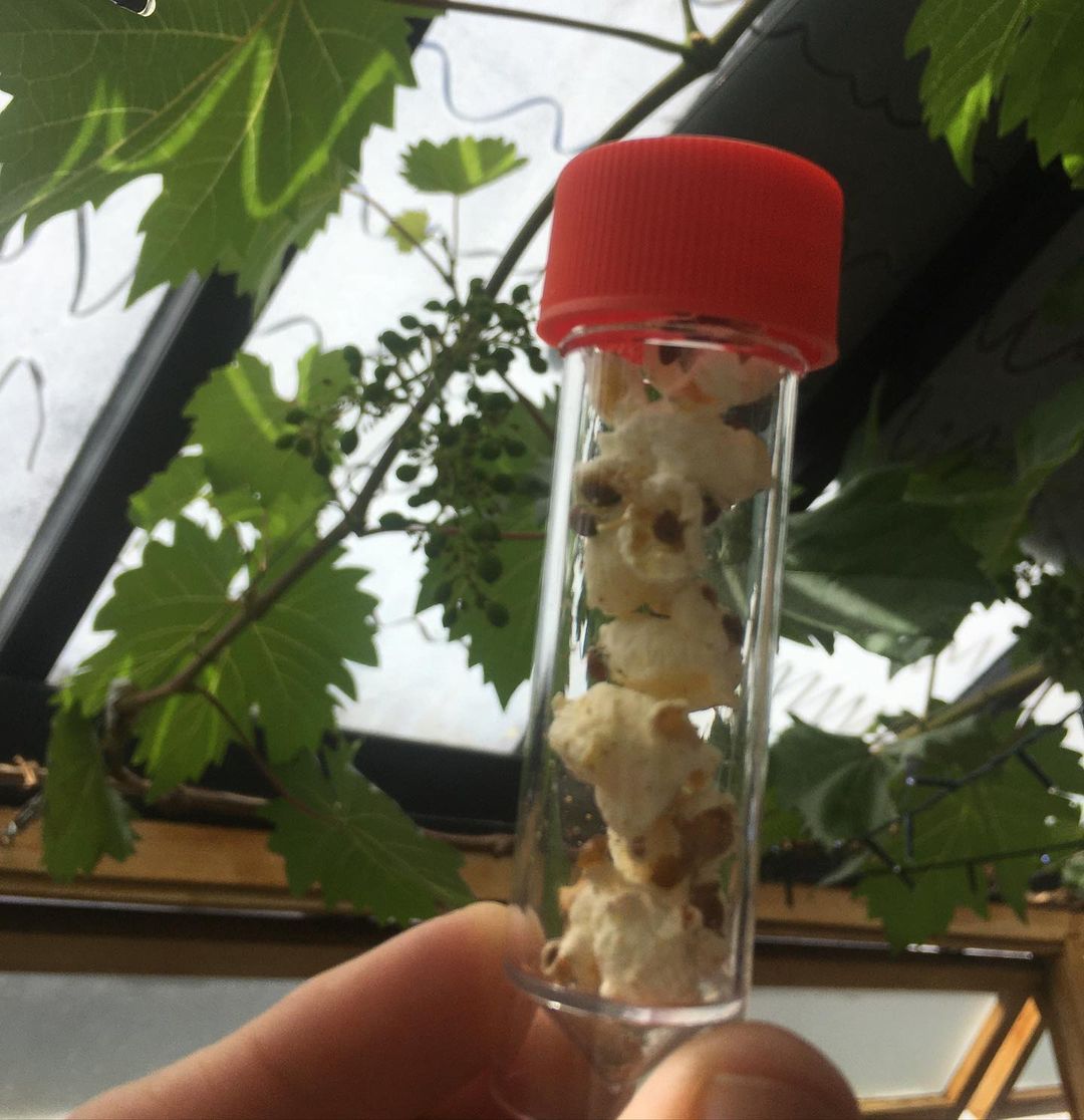 Ladybird Adults - Adalia bipunctata