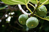 Fig-Leaf Skeletoniser Moth Killer Nematodes