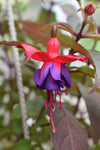 Fuchsia Gall Mite Killer - Amblyseius andersoni