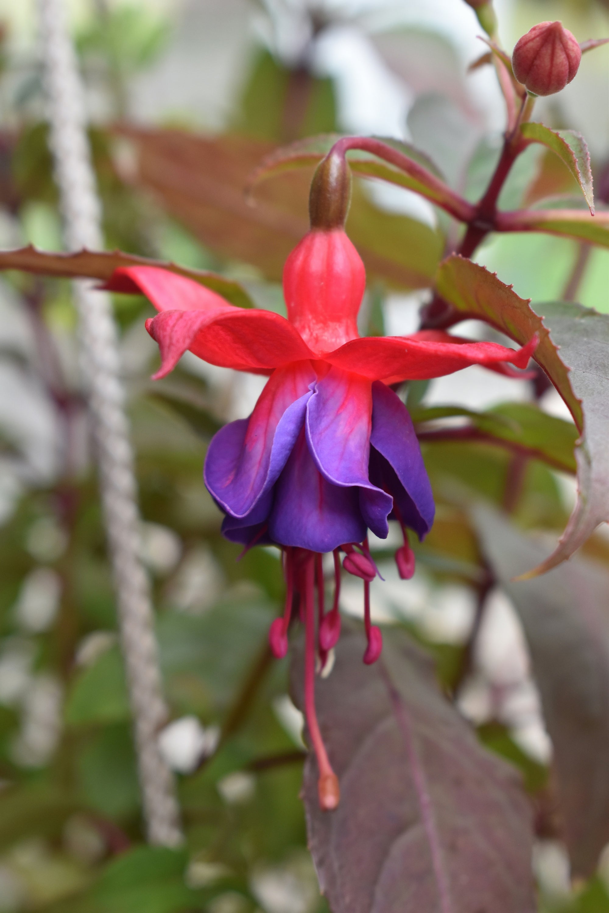 Fuchsia Gall Mite Killer - Amblyseius andersoni