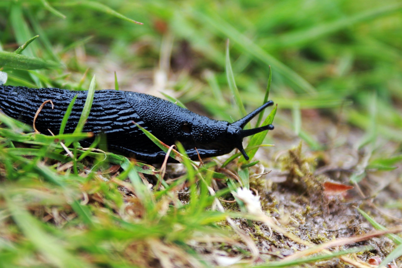 Natural Slug & Snail Killer Bundle: Nematodes & Organic Pellets