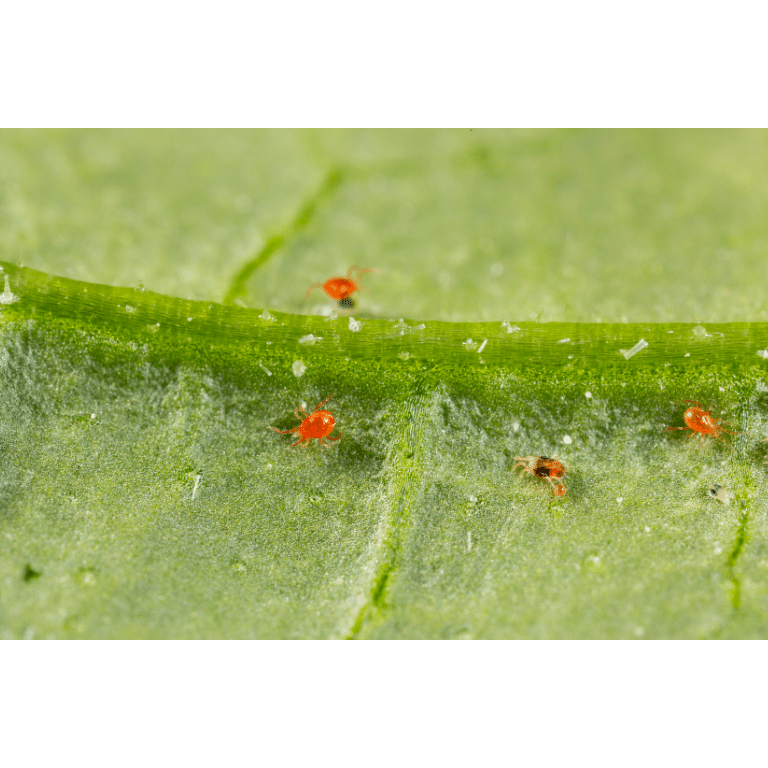 Spidex Vital Plus - Curative Spider Mite Control Sachets
