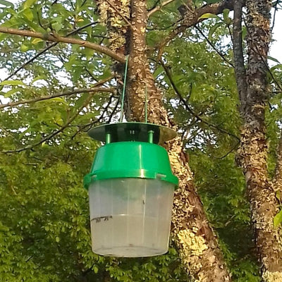 Large Horse Chestnut Leaf Miner Pheromone Trap