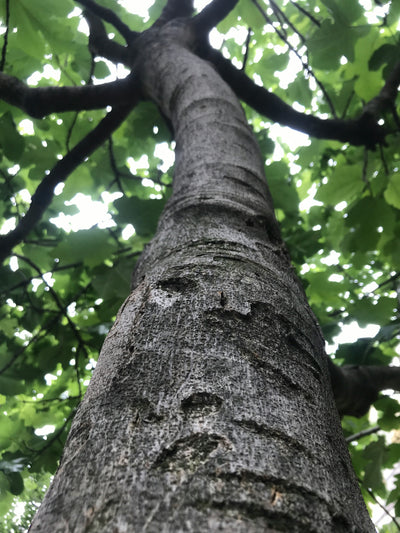 Fig-Leaf Skeletoniser Moth Killer Nematodes