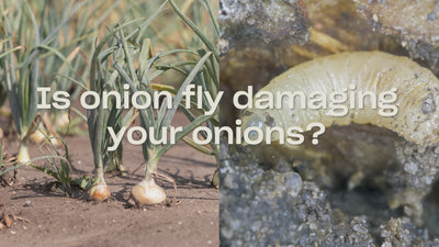 Onion Fly Killer Nematodes