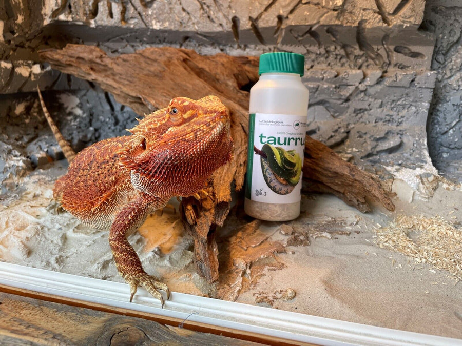 Taurrus Snake & Reptile Mite Predators