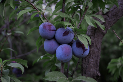 Plum Fruit Moth Pheromone Trap