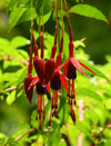 Fuchsia Gall Mite Killer - Amblyseius andersoni