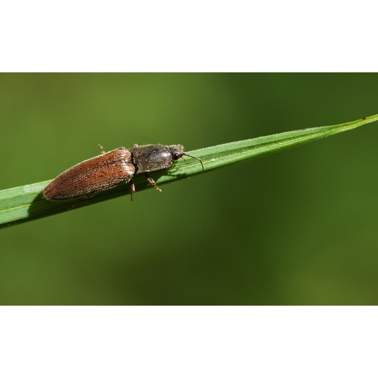 Small Garden Wireworm Killer Nematodes