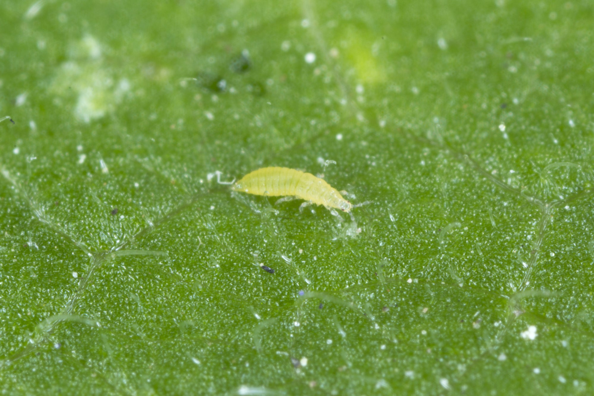 Thrip Control Bundle: Select From Swirskii Or Cucumeris Predators (Bundles Include Mighty Mites, Thrip Sticky Traps & Distribution Boxes)