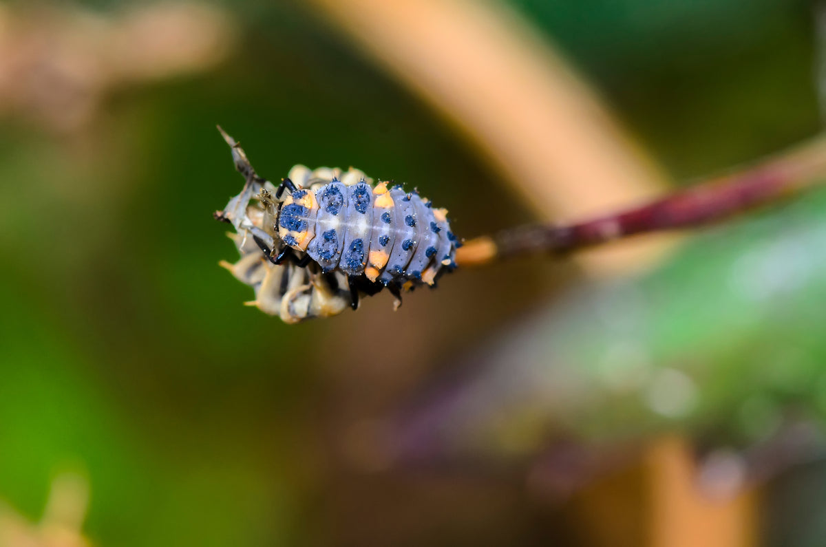 Ladybird larvae - Adalia bipunctata
