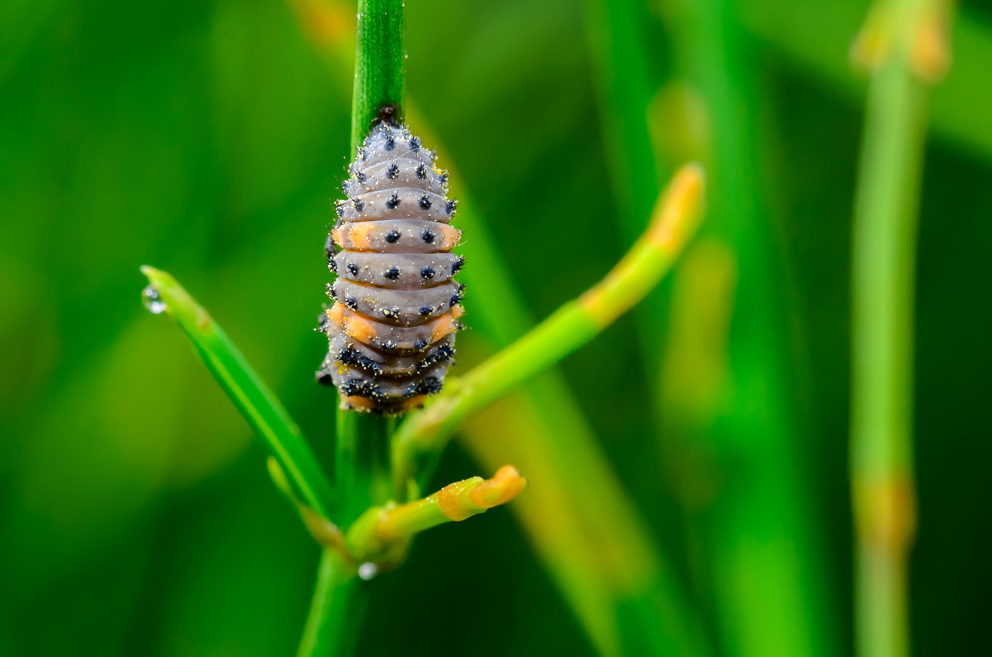 Ladybird larvae - Adalia bipunctata
