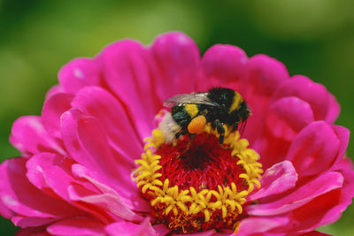 Natupol Seeds Live Bumblebees - 6 Pocket-Sized Hives - Available To Pre-Order Now For Spring & Summer 2024