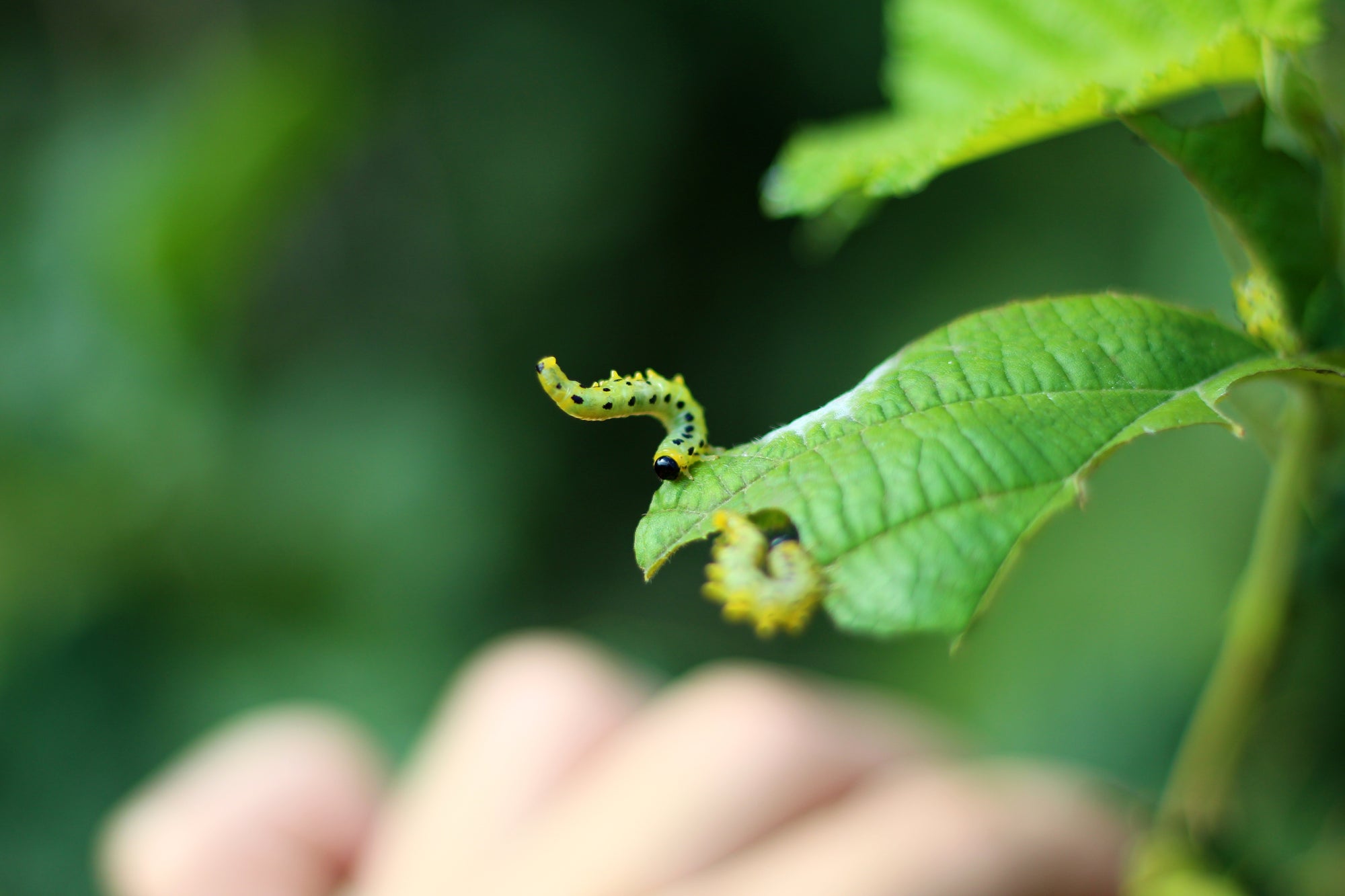 NemAssist - Nematode Additive: Improve Nematode Applications On Leaves