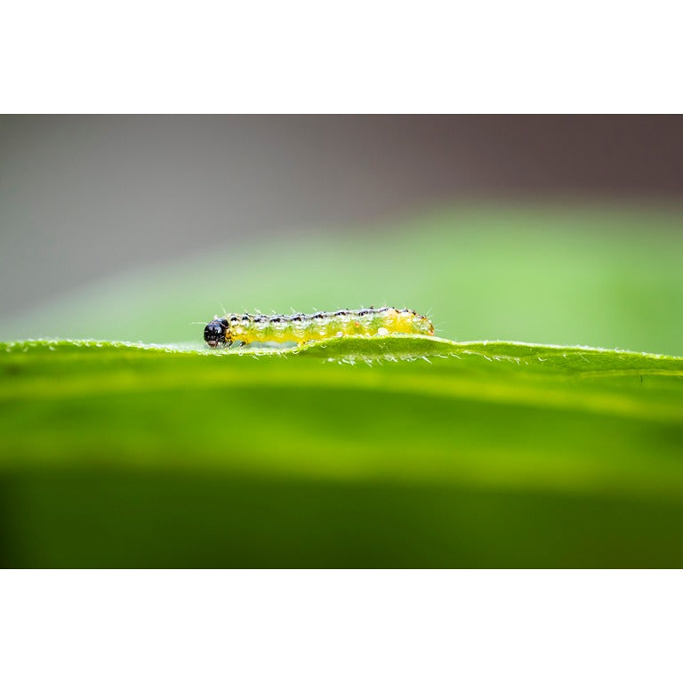 Small Garden Caterpillar Killer Nematodes