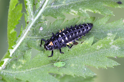 Live Ladybird Lodge