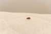 The Bugo - Bed Bug Sticky Rings - Place Around Bed Legs & Catch Bed Bugs (Pack of 12)