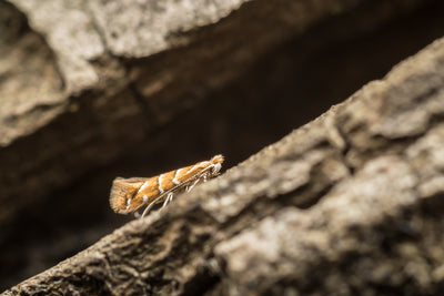 Horse Chestnut Leaf Miner Pheromone Lure