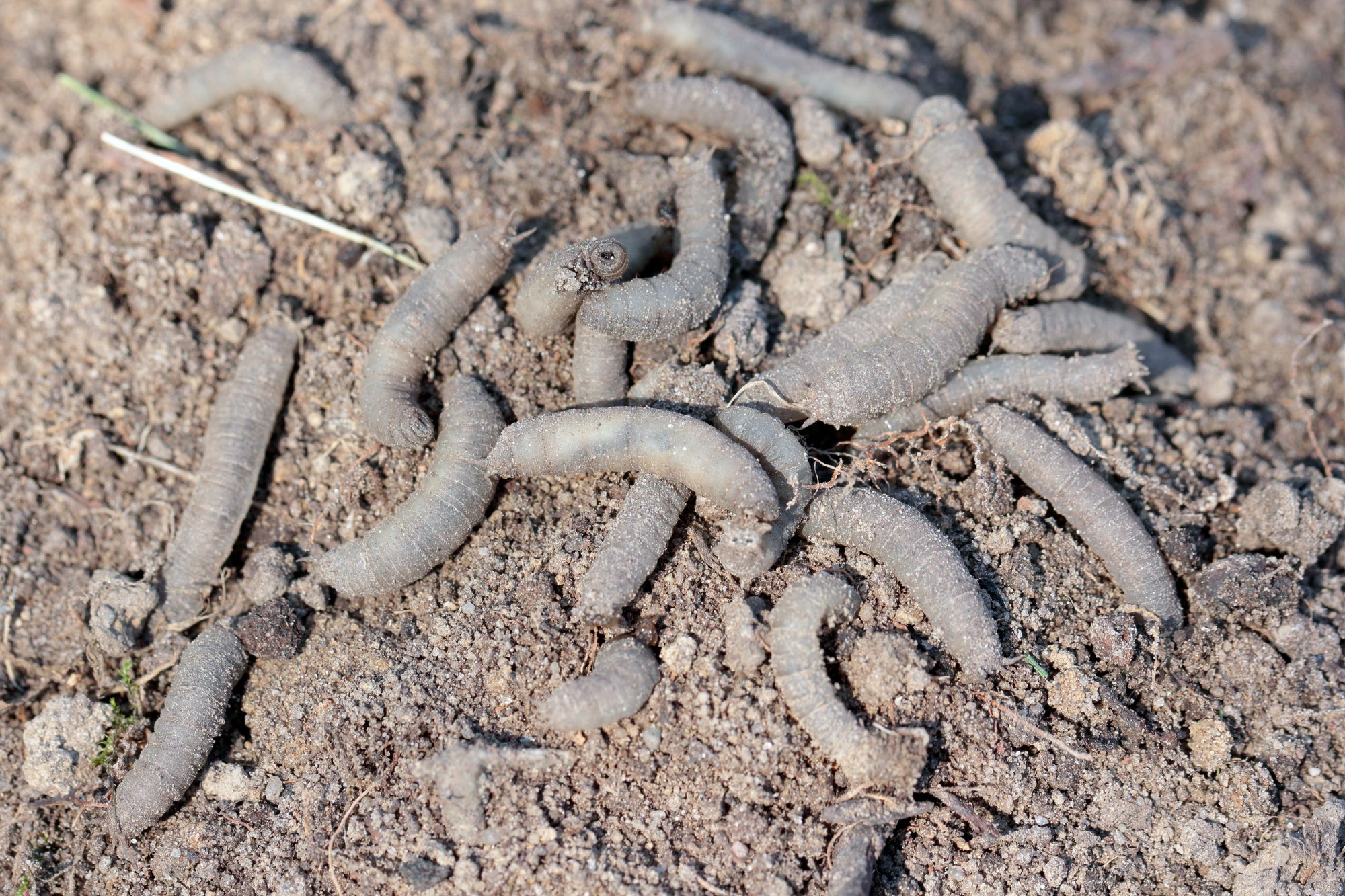 Leatherjacket Killer Nematodes