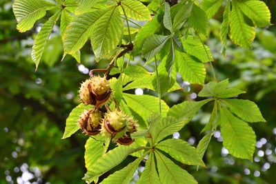 Horse Chestnut Leaf Miner Pheromone Lure