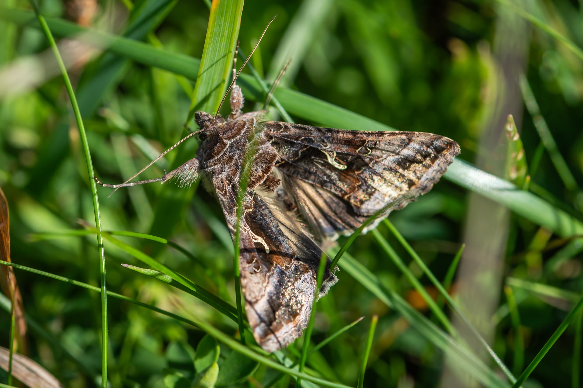 Pea Moth Pheromone Trap - Dragonfli