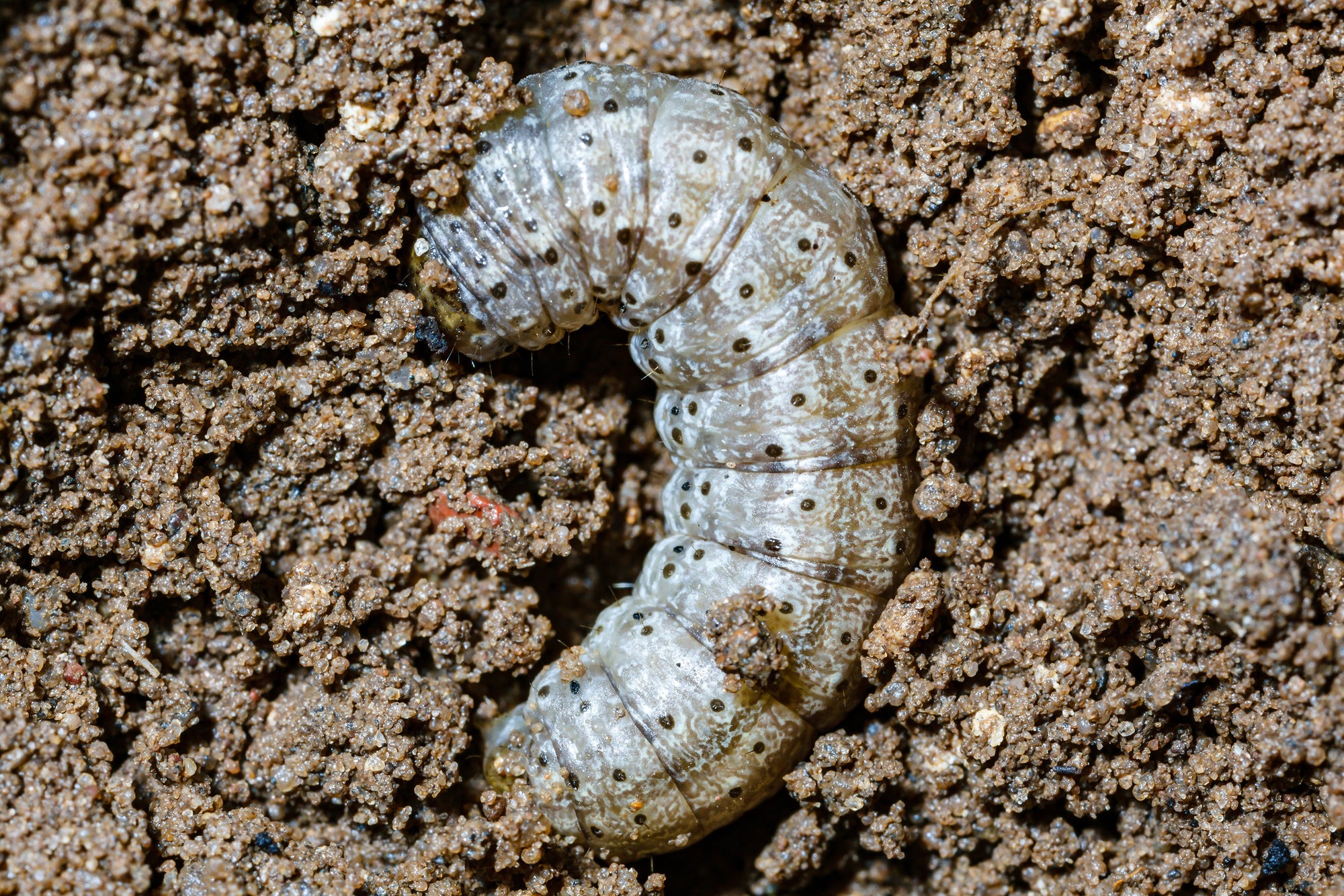 Small Garden Cutworm Killer Nematodes