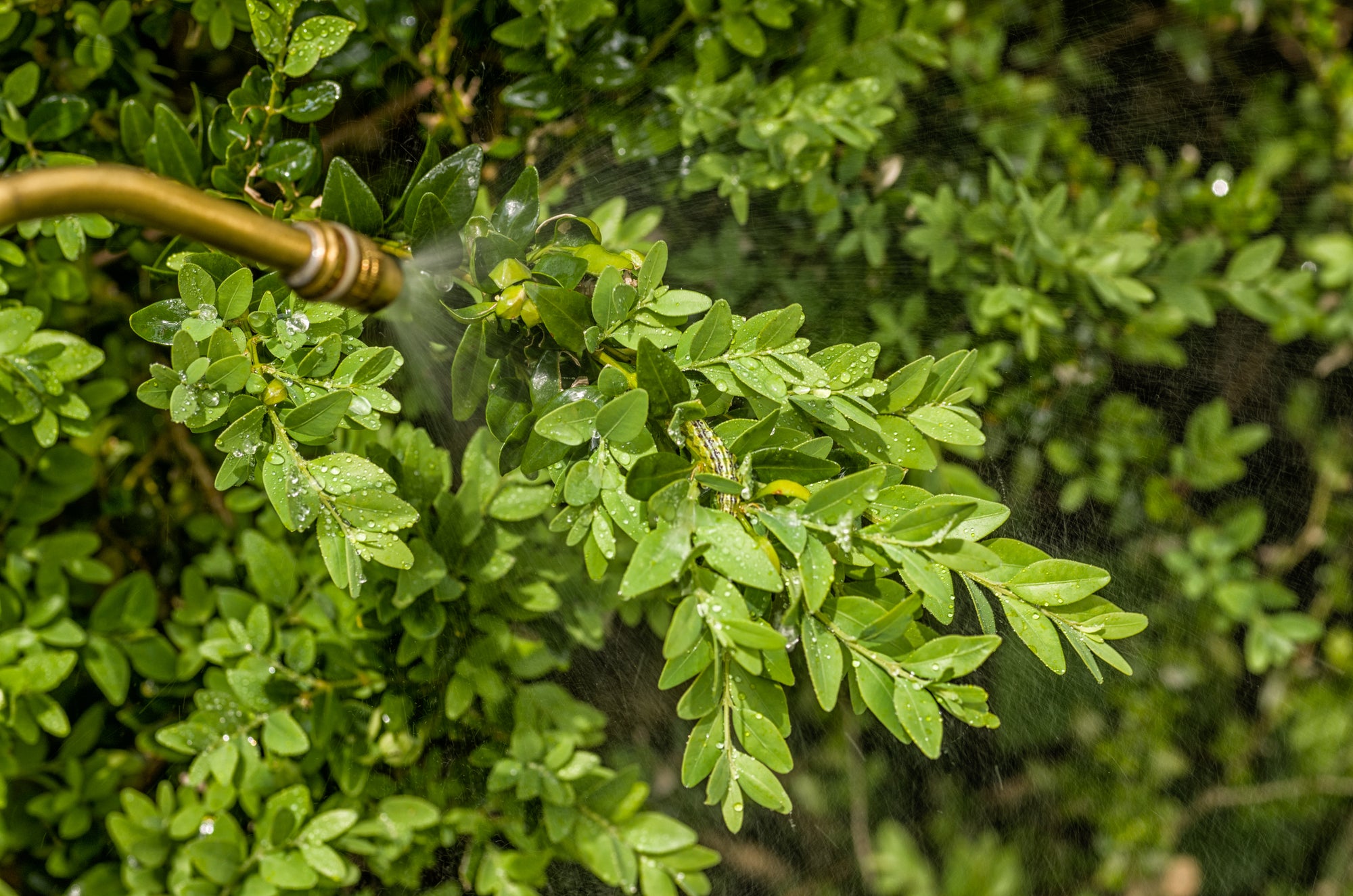 NemAssist - Nematode Additive: Improve Nematode Applications On Leaves