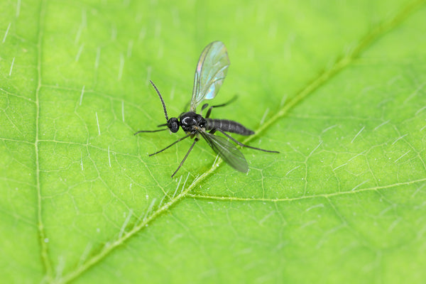 NEW: Fungus Fly Killer Bundle: Nematodes, Predatory Mites & Sticky Tra ...