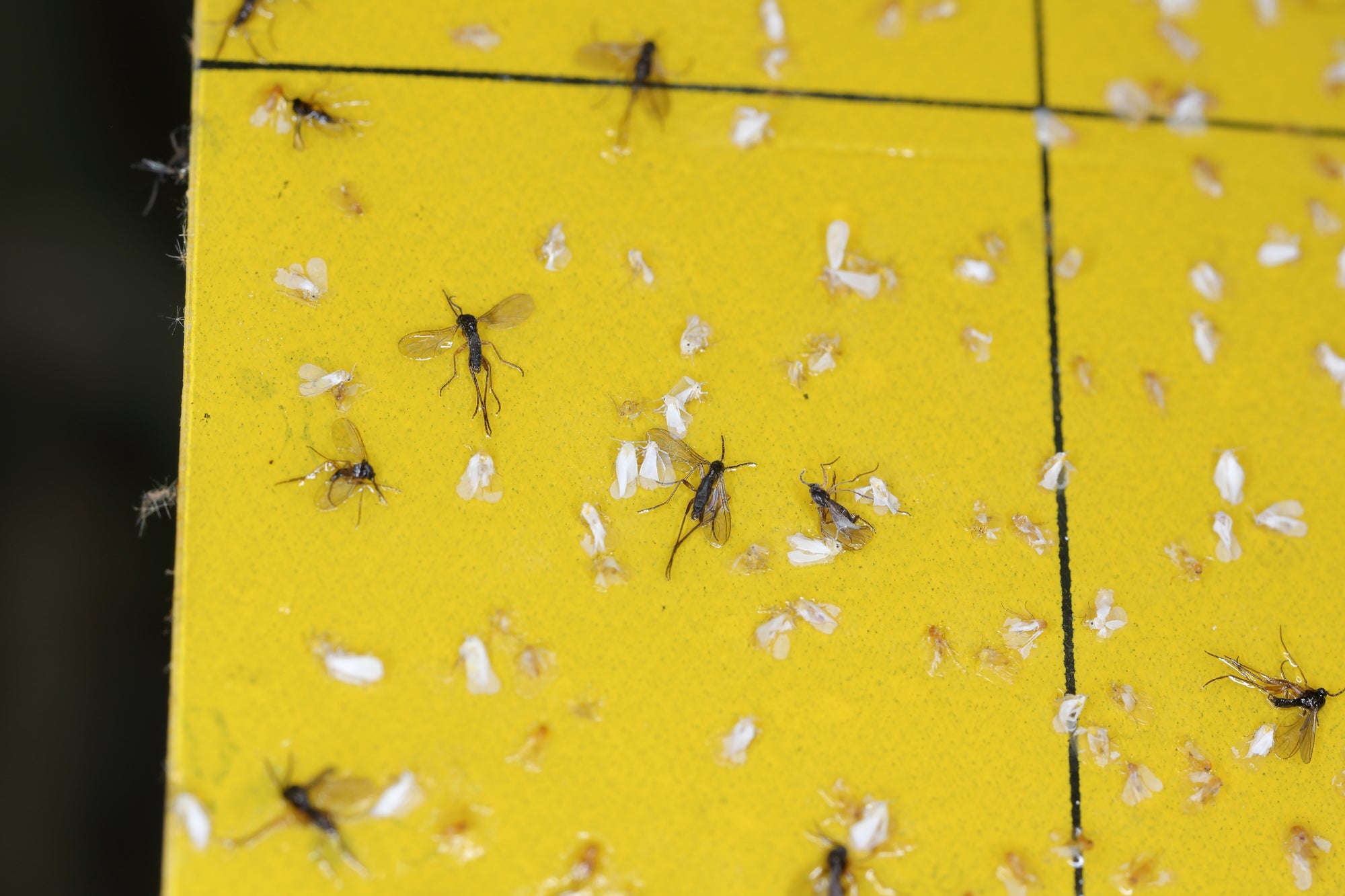 Yellow Eco Sticky Insect Traps 10x25cm (Pack of 10) - Dragonfli