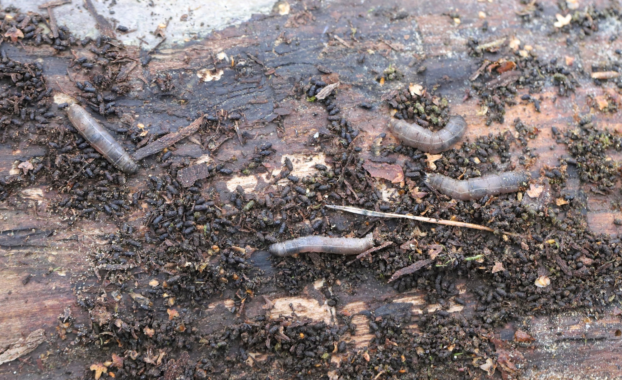 Leatherjacket Control & Recovery Bundle: Leatherjacket Killer Nematodes + Lawn Grub Repair Boost