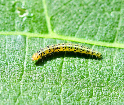 Fig-Leaf Skeletoniser Moth Killer Nematodes