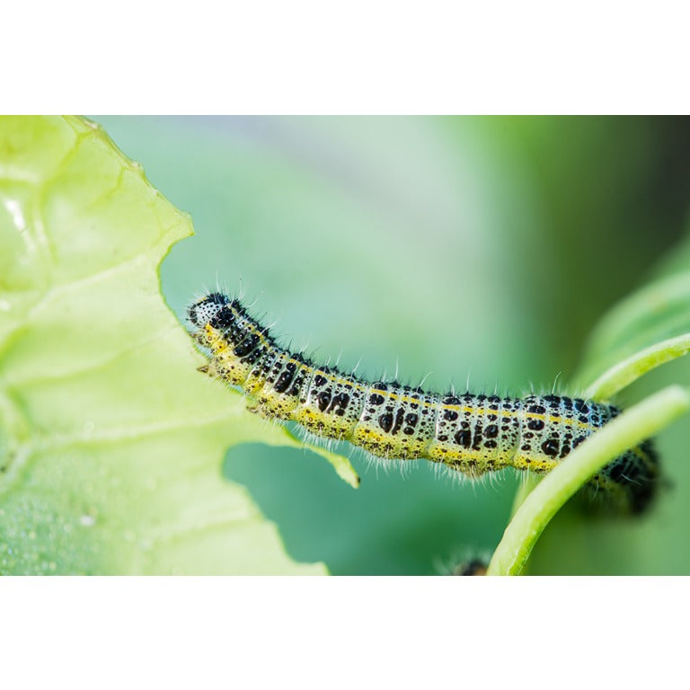 Small Garden Caterpillar Killer Nematodes