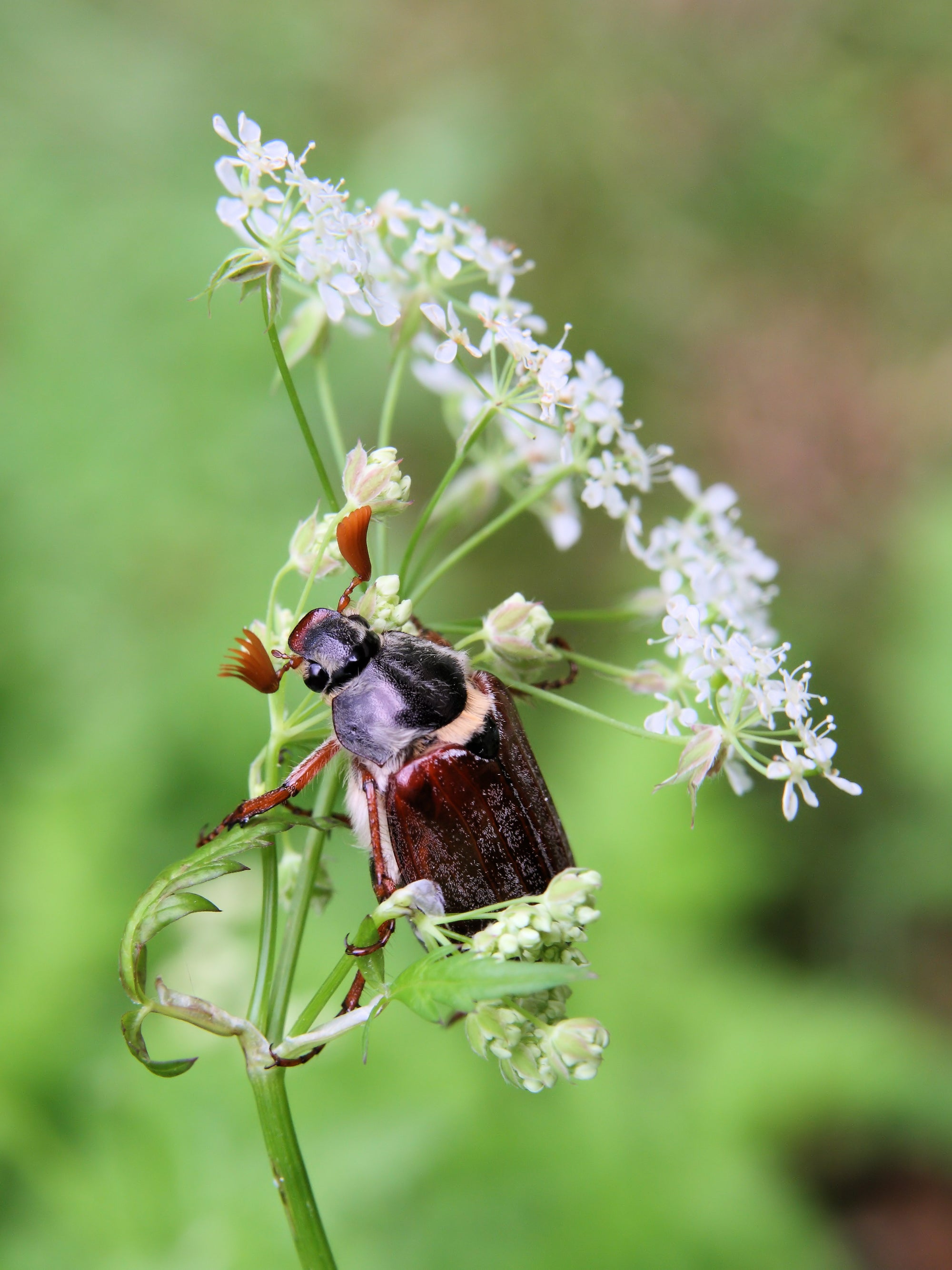 Garden Chafer Beetle Trap Including Attractant Lure
