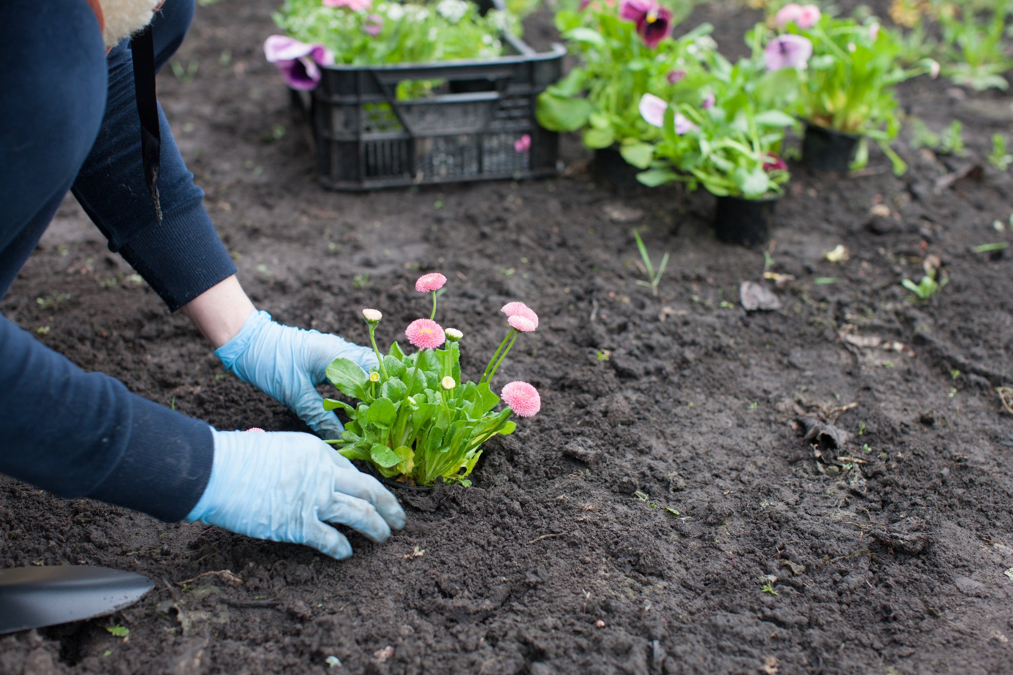 Soil Boost - Organic Fertiliser & Soil Improver