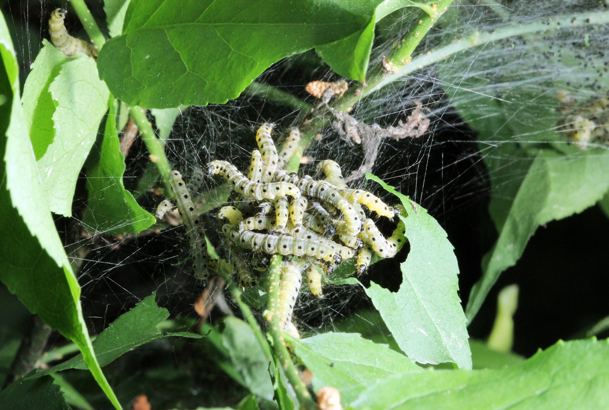 Small Garden Caterpillar Killer Nematodes