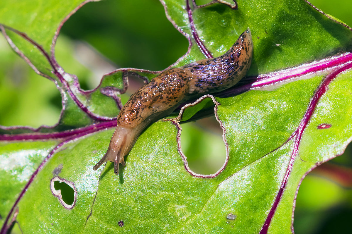 Natural Slug & Snail Killer Bundle: Nematodes & Organic Pellets