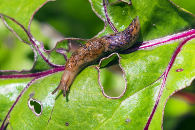 Slug Killer Nematodes - Phasmarhabditis sp.