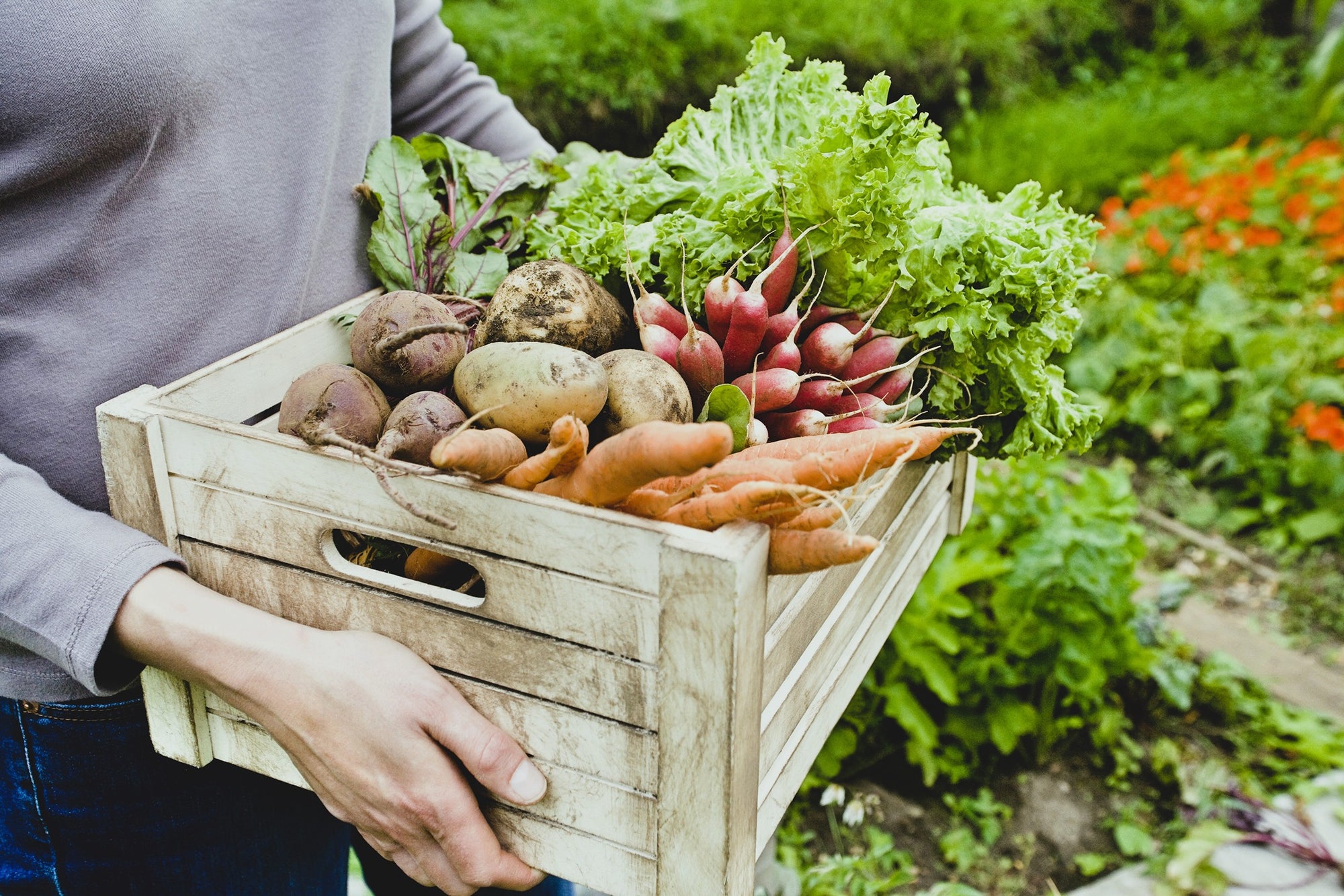 Carrot Root Fly Killer Nematodes