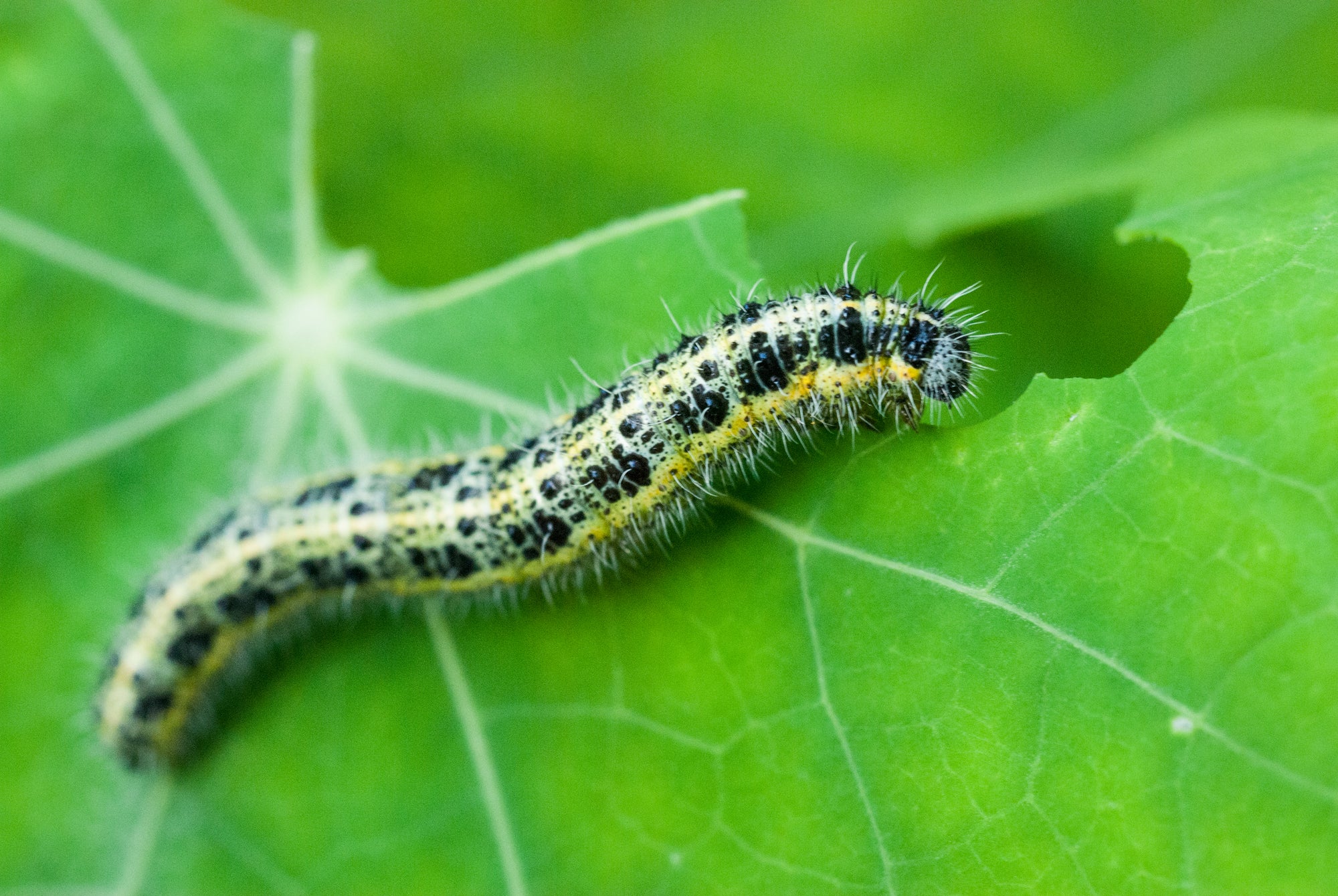 Small Garden Caterpillar Killer Nematodes
