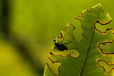 NEW: Slug & Vine Weevil Killer Nematodes Bundle