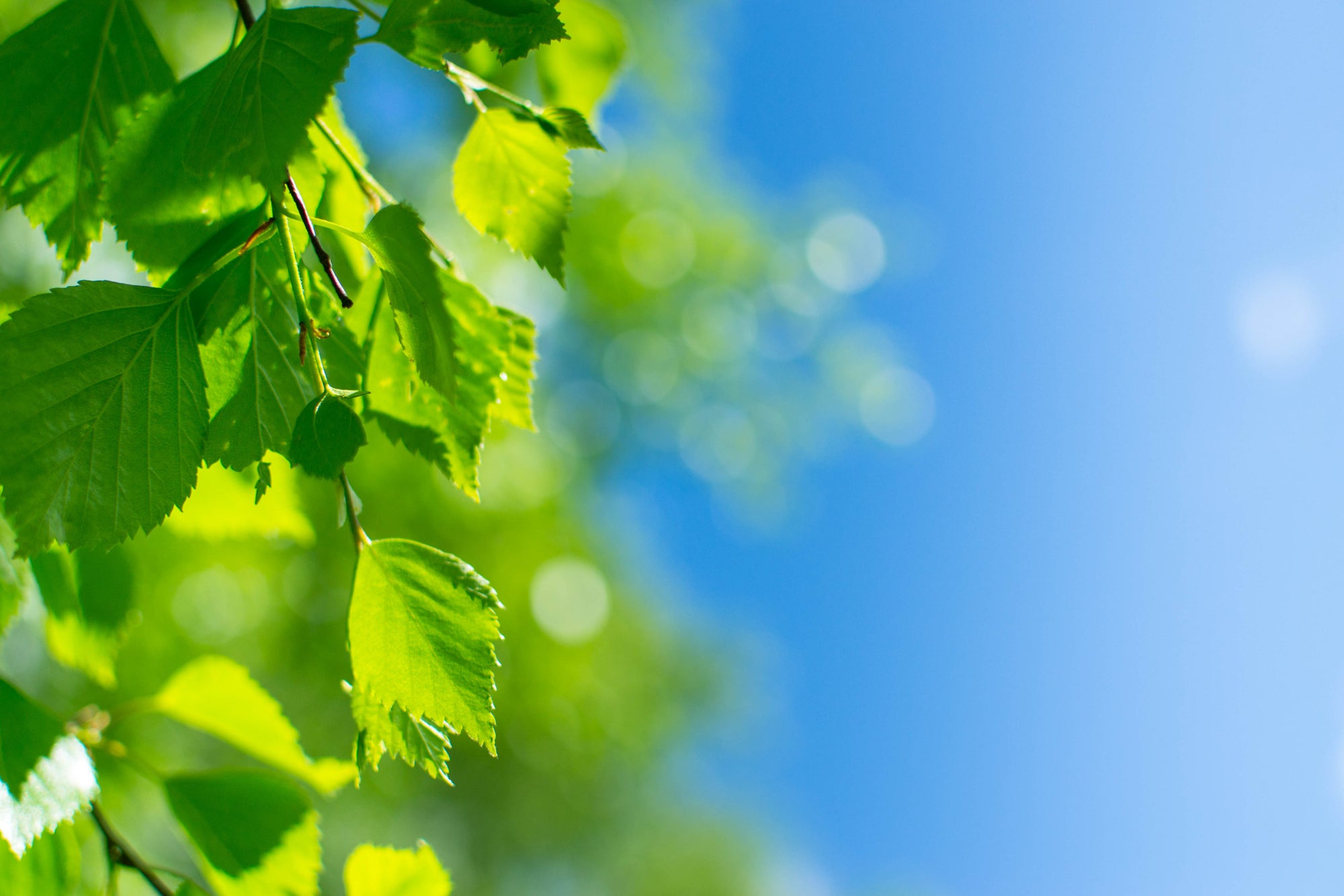 NemAssist - Nematode Additive: Improve Nematode Applications On Leaves