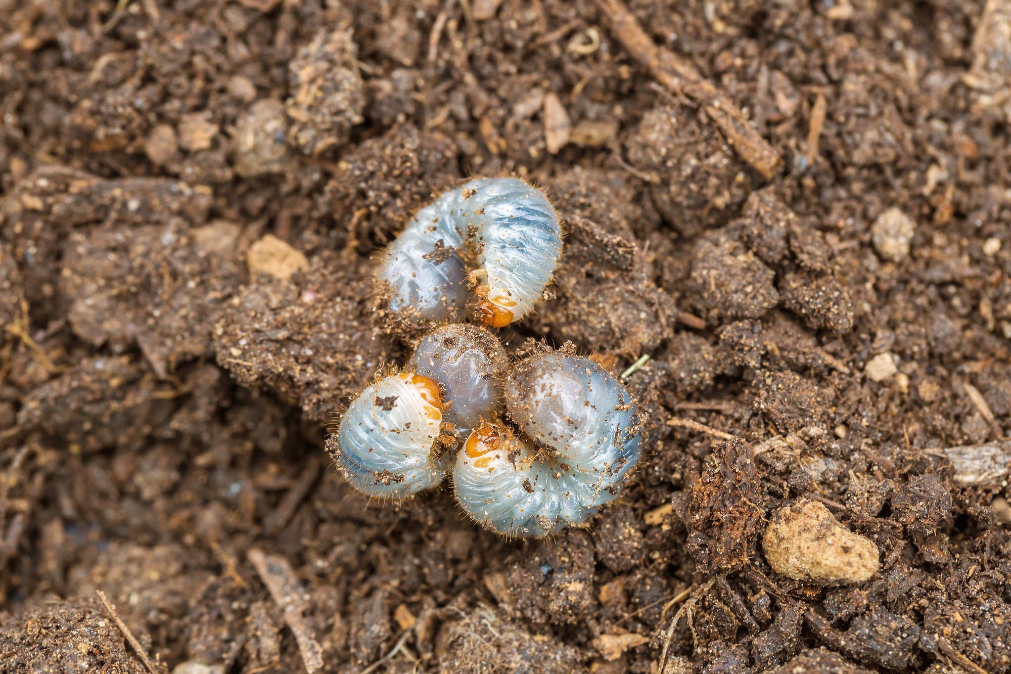 Chafer Grub Killer Nematodes - Heterorhabditis bacteriophora